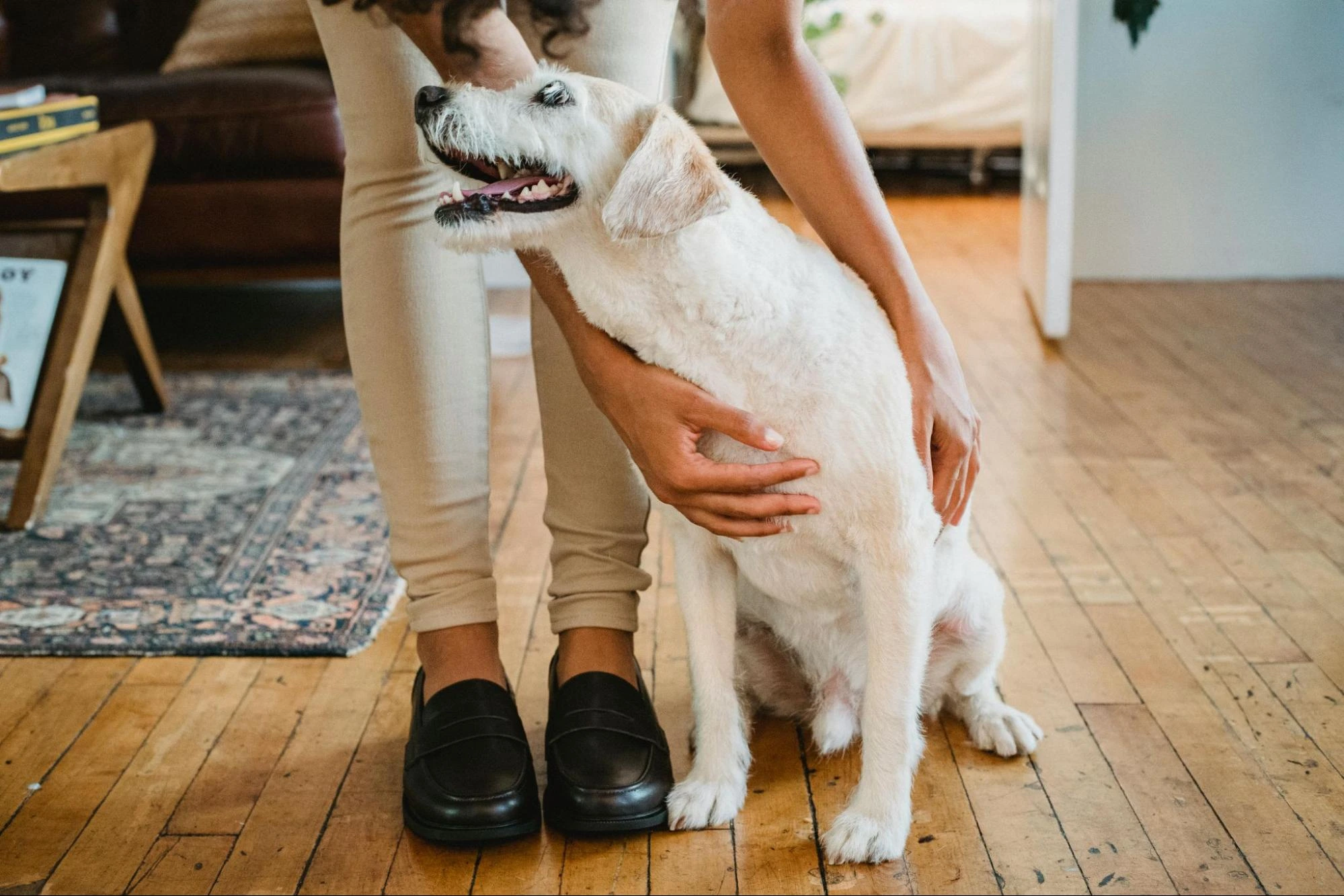 The Best Pet-Friendly Flooring for Homes with Dogs
