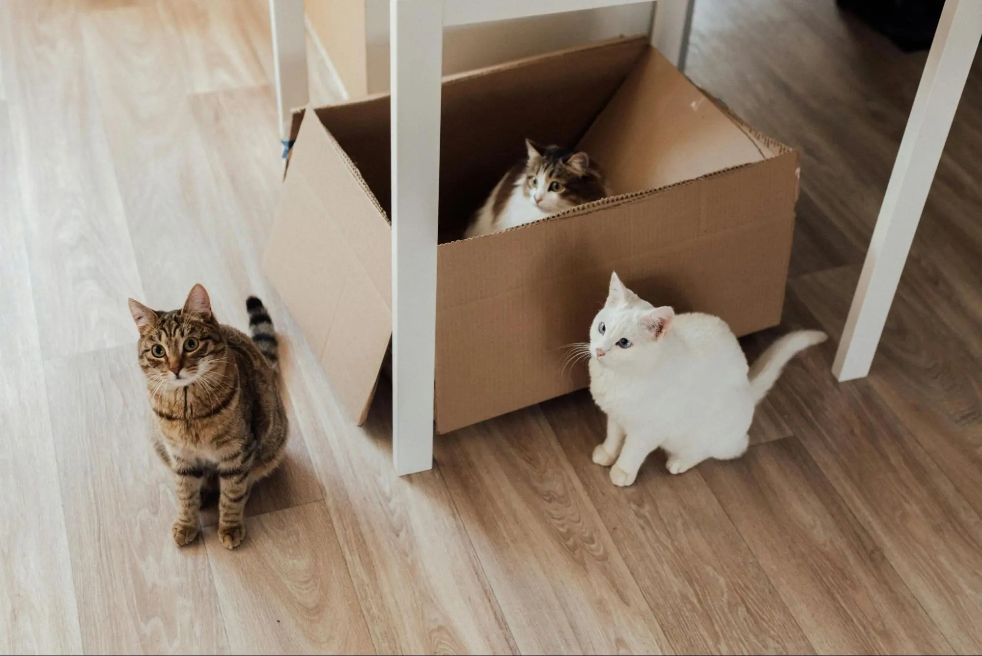 No More Stress: Choose Flooring Perfect for Cats Who Pee