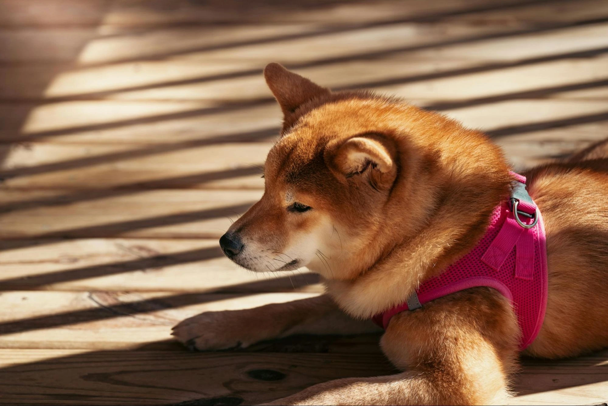 Top Flooring Choices for Animal Shelters: What to Consider